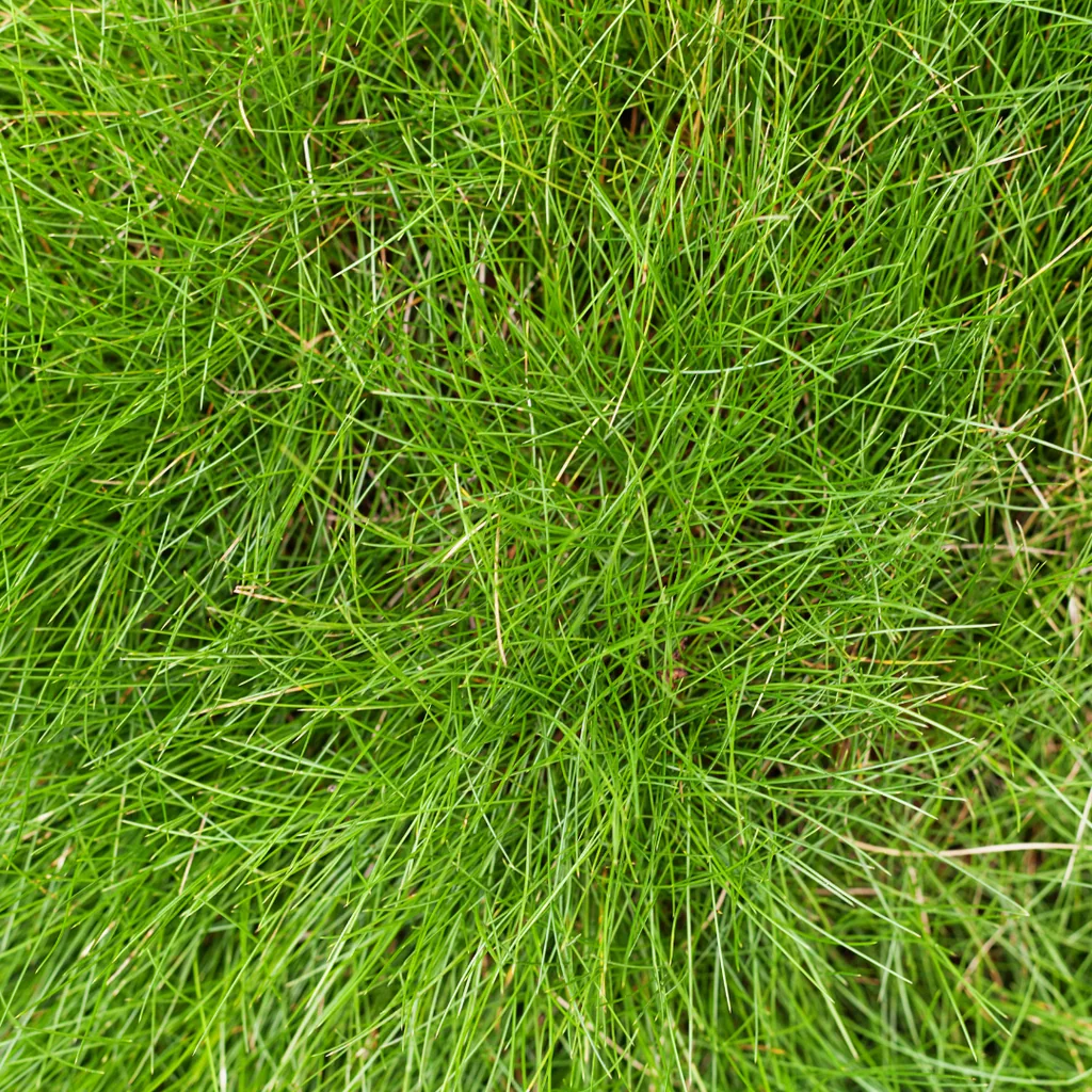 Bärenfell-Schwingel (Festuca gautieri) – immergrünes Polstergras, 12 Pflanzen, Topf-Ø 9 cm, Höhe ca. 15 cm