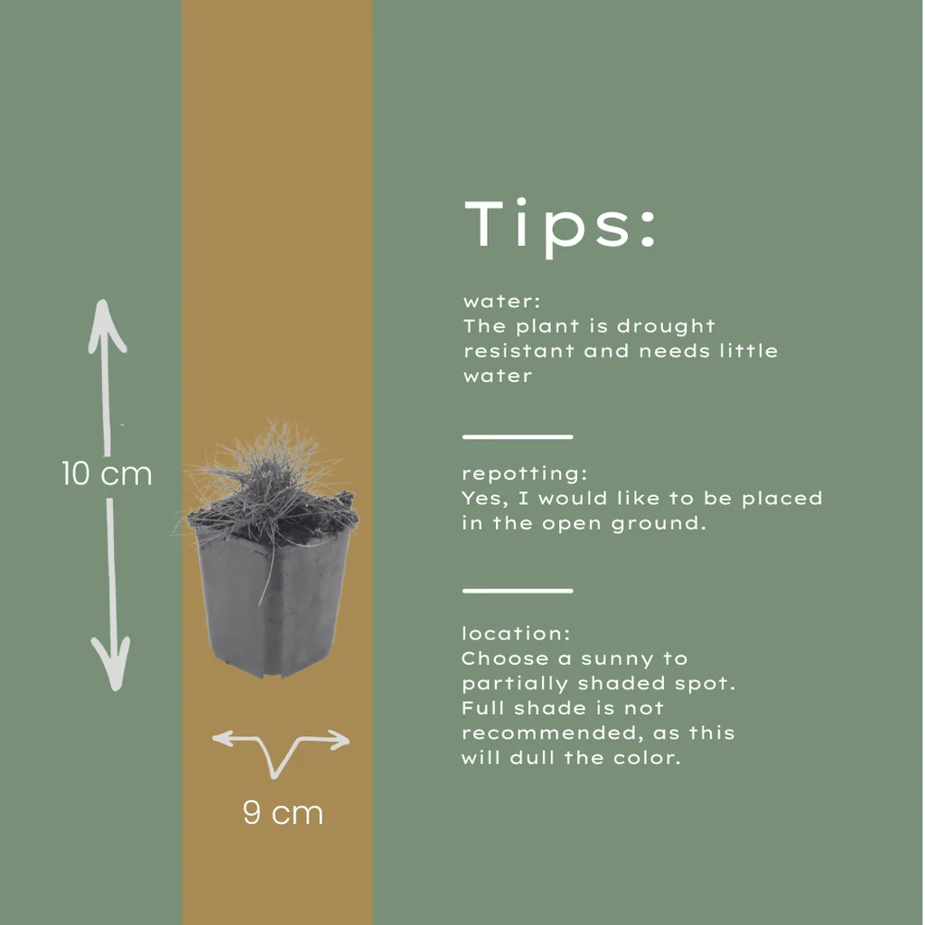 Bärenfellgras 24er-Set (Festuca gautieri) – winterhartes Ziergras, Topf-Ø 9 cm, Höhe ca. 25 cm