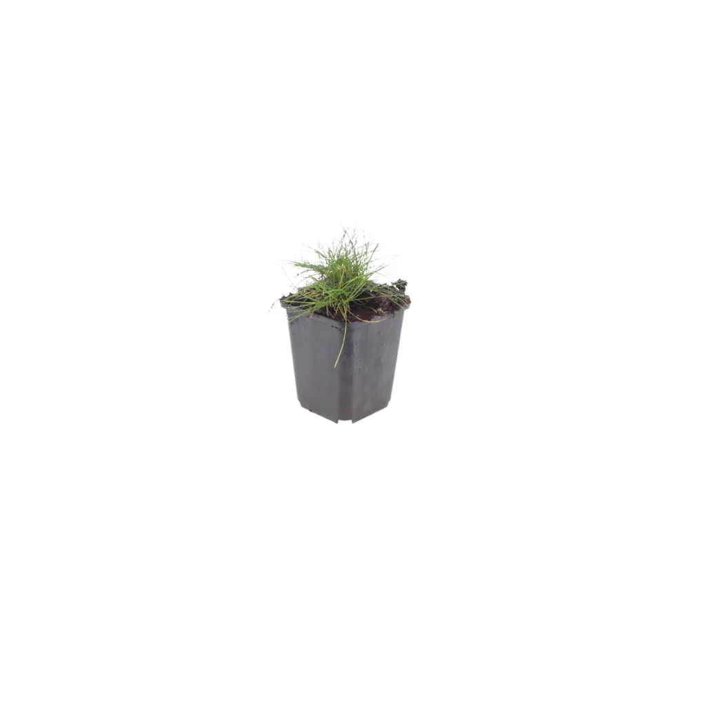 Bärenfellgras 24er-Set (Festuca gautieri) – winterhartes Ziergras, Topf-Ø 9 cm, Höhe ca. 25 cm