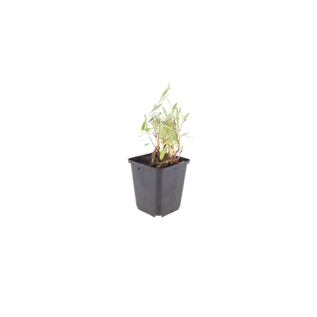 Prachtkerze 60er-Set (Gaura lindheimeri) – winterharte Staude, Topf-Ø 9 cm, Höhe ca. 25 cm