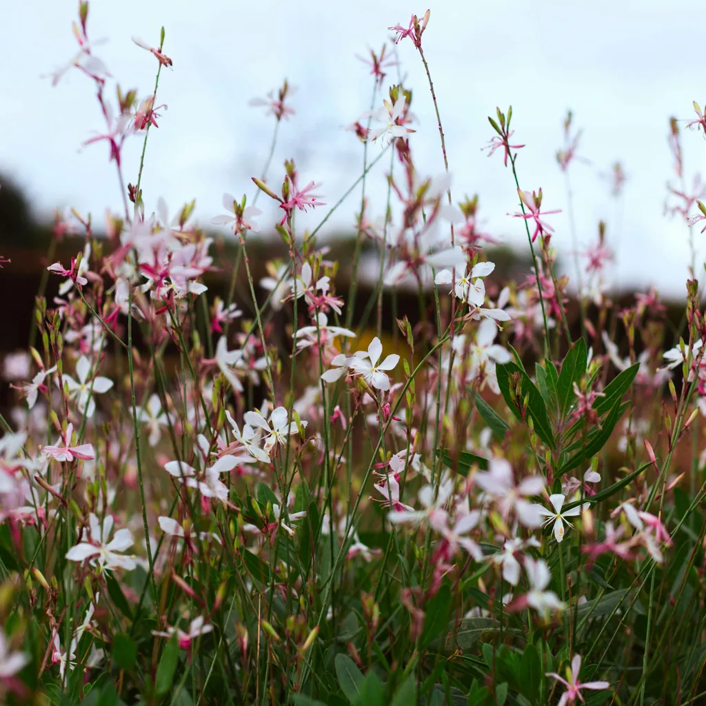 Prachtkerze 'Siskiyou Pink' 6er-Set (Gaura lindheimeri) – winterharte Staude, Topf-Ø 9 cm, Höhe ca. 10–25 cm