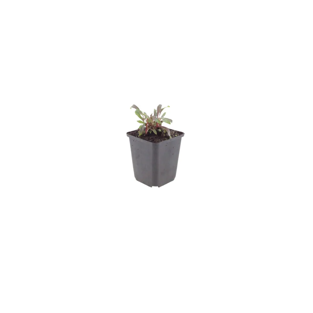 Prachtkerze 'Siskiyou Pink' 24er-Set (Gaura lindheimeri) – winterharte Staude, Topf-Ø 9 cm, Höhe ca. 10–25 cm