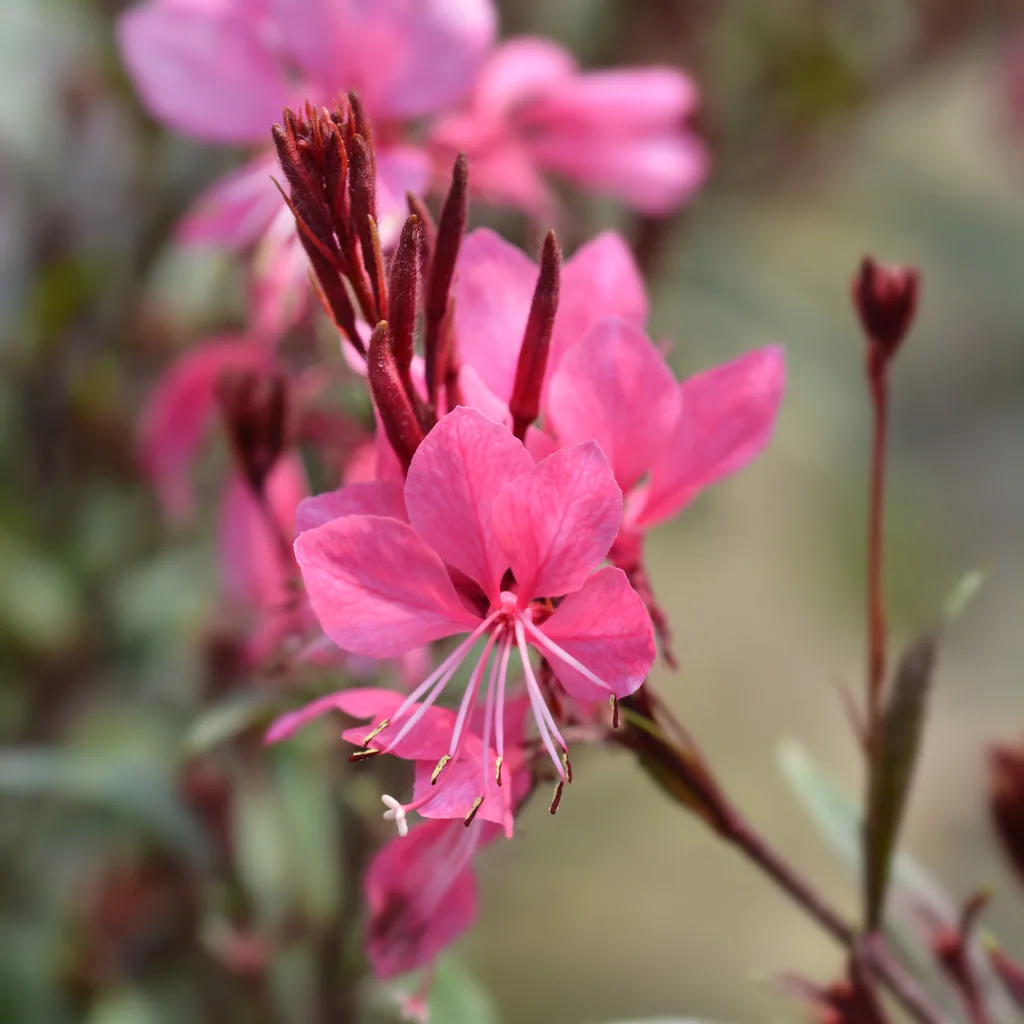 Prachtkerze 'Siskiyou Pink' 24er-Set (Gaura lindheimeri) – winterharte Staude, Topf-Ø 9 cm, Höhe ca. 10–25 cm