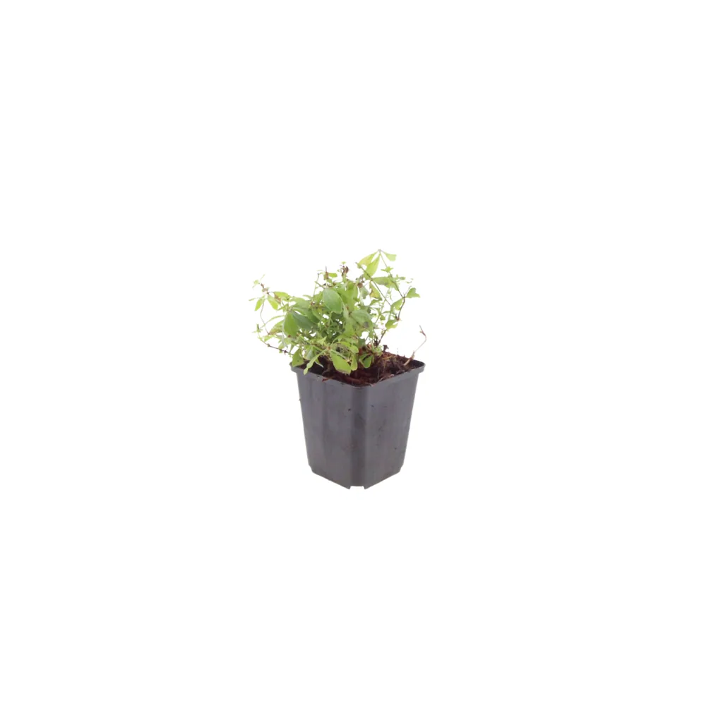 Waldmeister 24er-Set (Galium odoratum) – winterharte Bodendecker-Staude, Topf-Ø 9 cm, Höhe ca. 25 cm