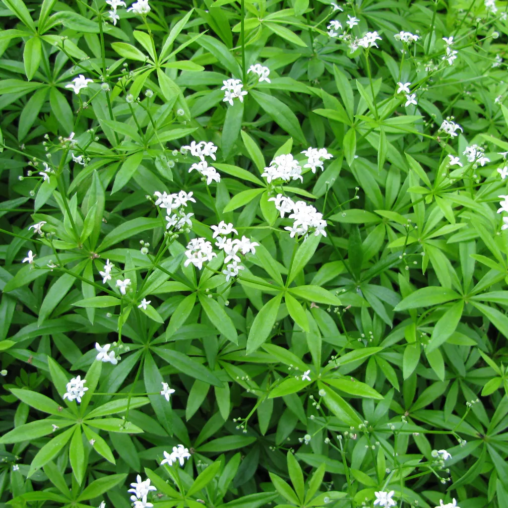 Waldmeister 60er-Set (Galium odoratum) – winterharte Bodendecker-Staude, Topf-Ø 9 cm, Höhe ca. 25 cm