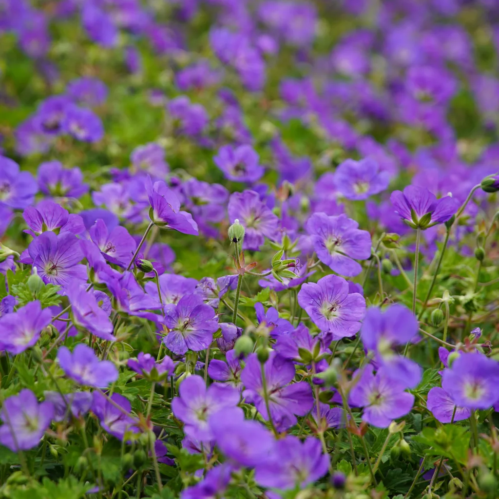 Geranie 'Azure Rush' 60er-Set (Geranium) – winterharte Staude, Topf-Ø 9 cm, Höhe ca. 25 cm
