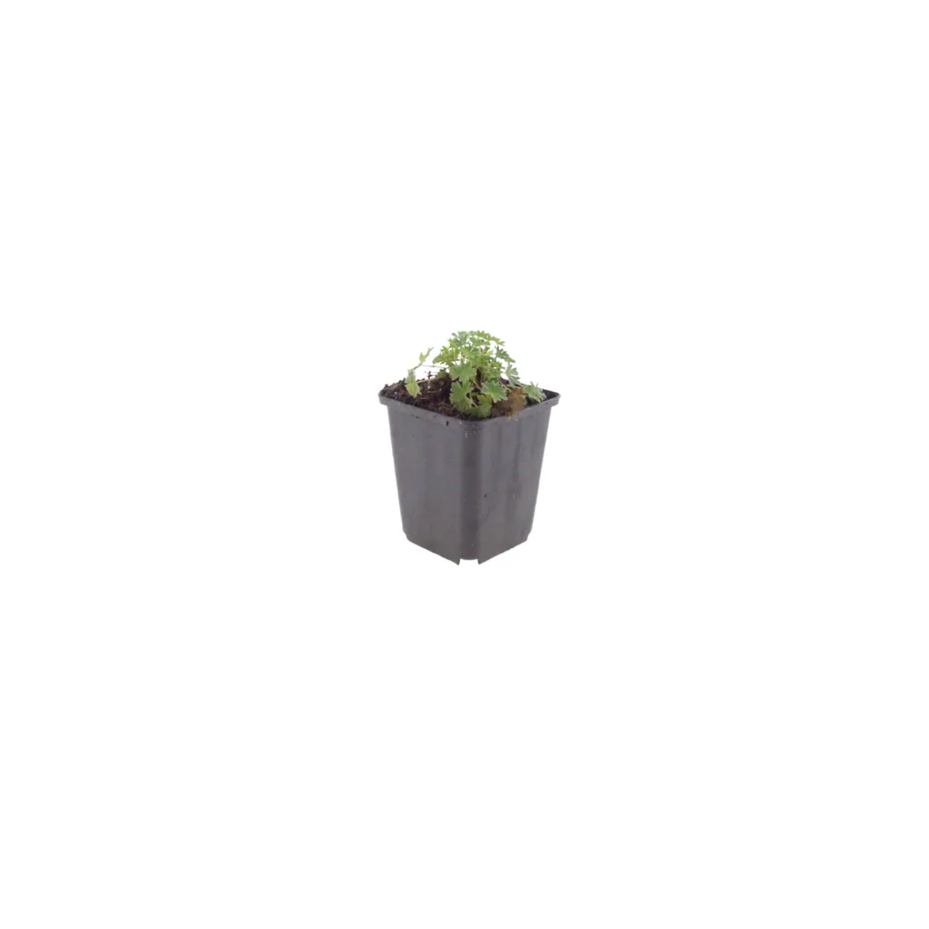 Geranie 'Ballerina' 6er-Set (Geranium cinereum) – winterharte Staude, Topf-Ø 9 cm, Höhe ca. 25 cm