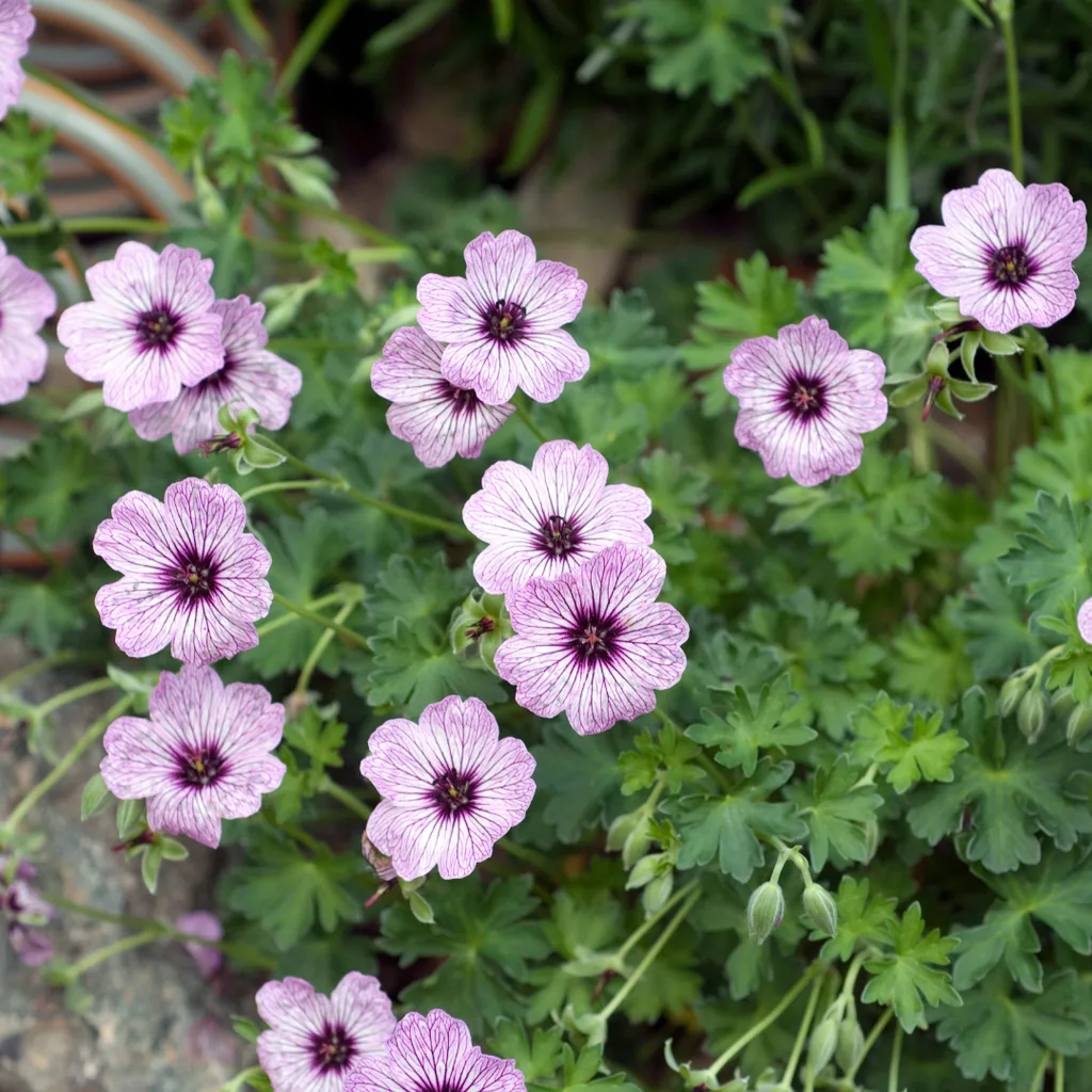 Geranie 'Ballerina' 6er-Set (Geranium cinereum) – winterharte Staude, Topf-Ø 9 cm, Höhe ca. 25 cm