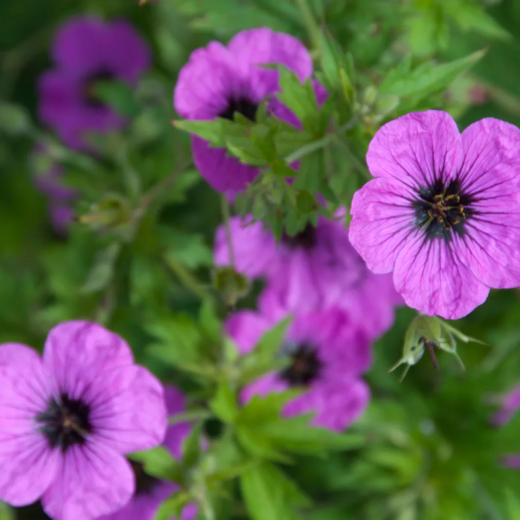 Balkan-Storchschnabel 'Bevan' 12er-Set (Geranium macrorrhizum) – winterharte Staude, Topf-Ø 9 cm, Höhe ca. 25 cm