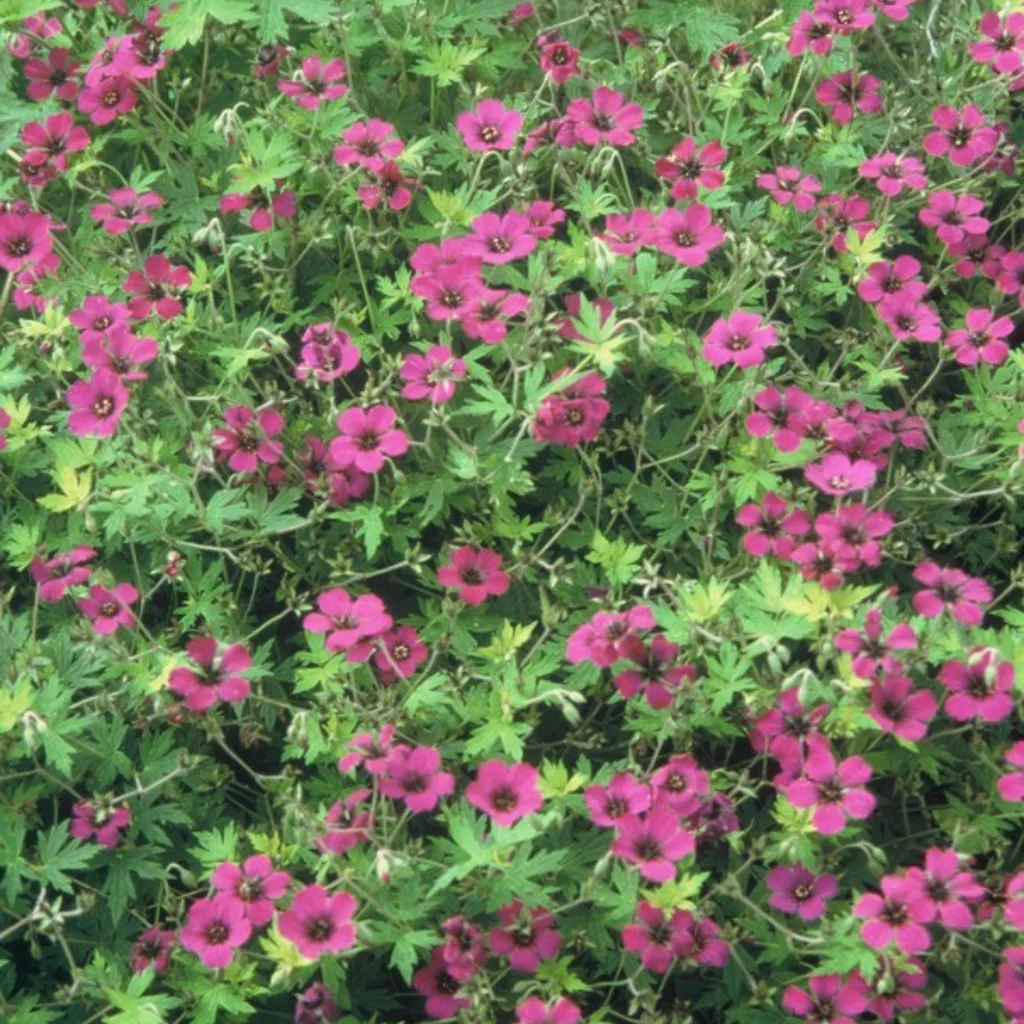 Storchschnabel 'Bevan' 24er-Set (Geranium) – winterharte Staude, Topf-Ø 9 cm, Höhe ca. 25 cm