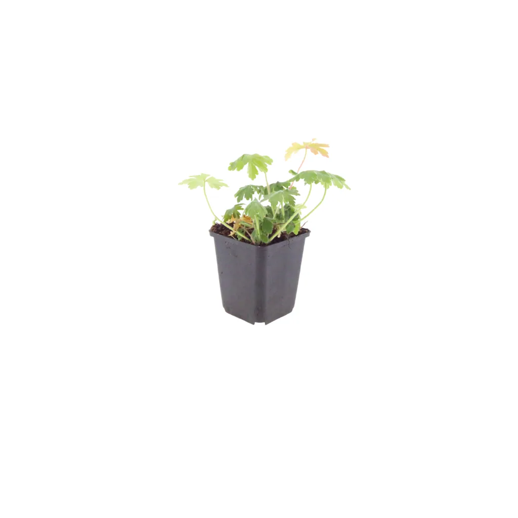 Storchschnabel 'Bevan' 24er-Set (Geranium) – winterharte Staude, Topf-Ø 9 cm, Höhe ca. 25 cm