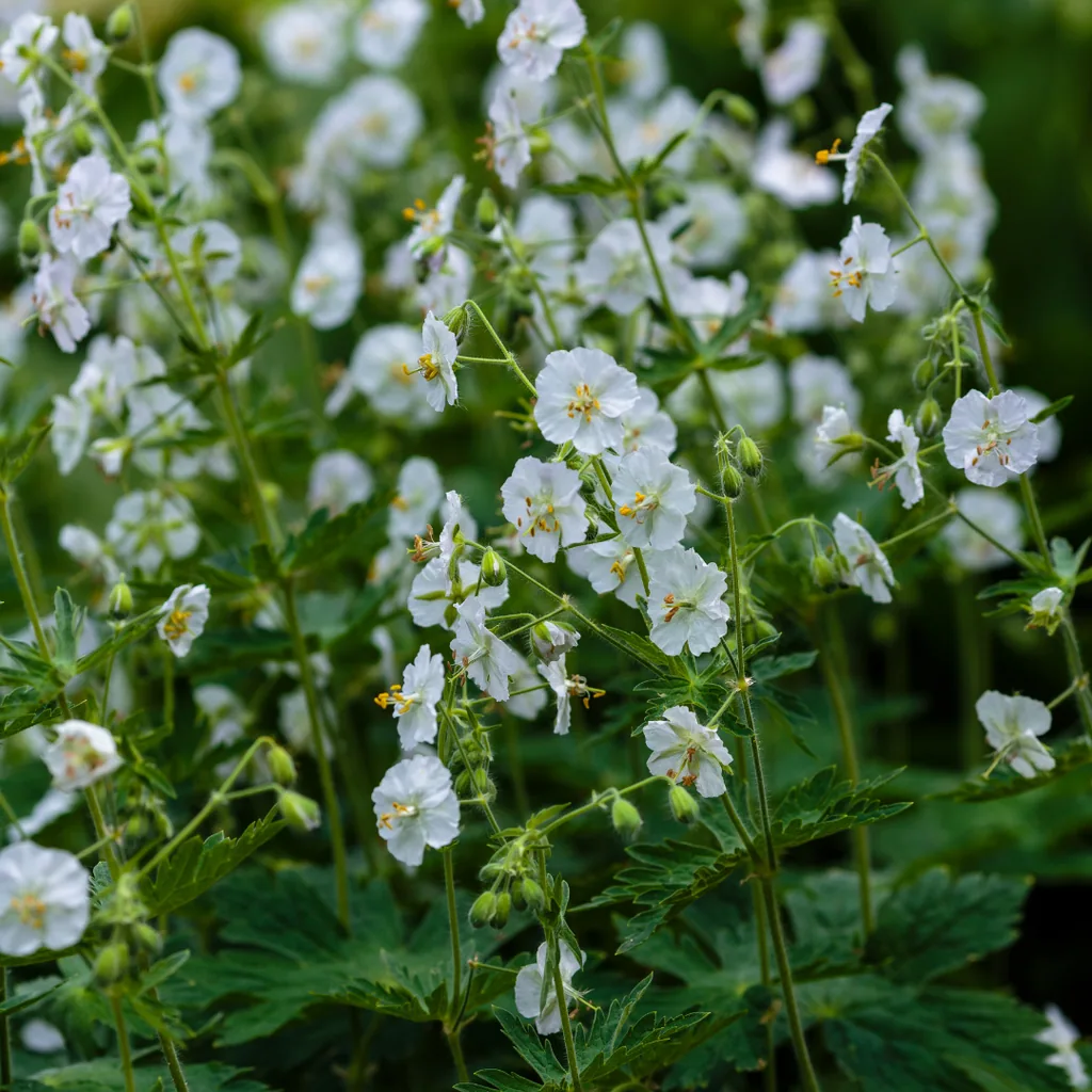 Geranie 'White Ness' 12er-Set (Geranium macrorrhizum) – winterharte Staude, Topf-Ø 9 cm, Höhe ca. 25 cm