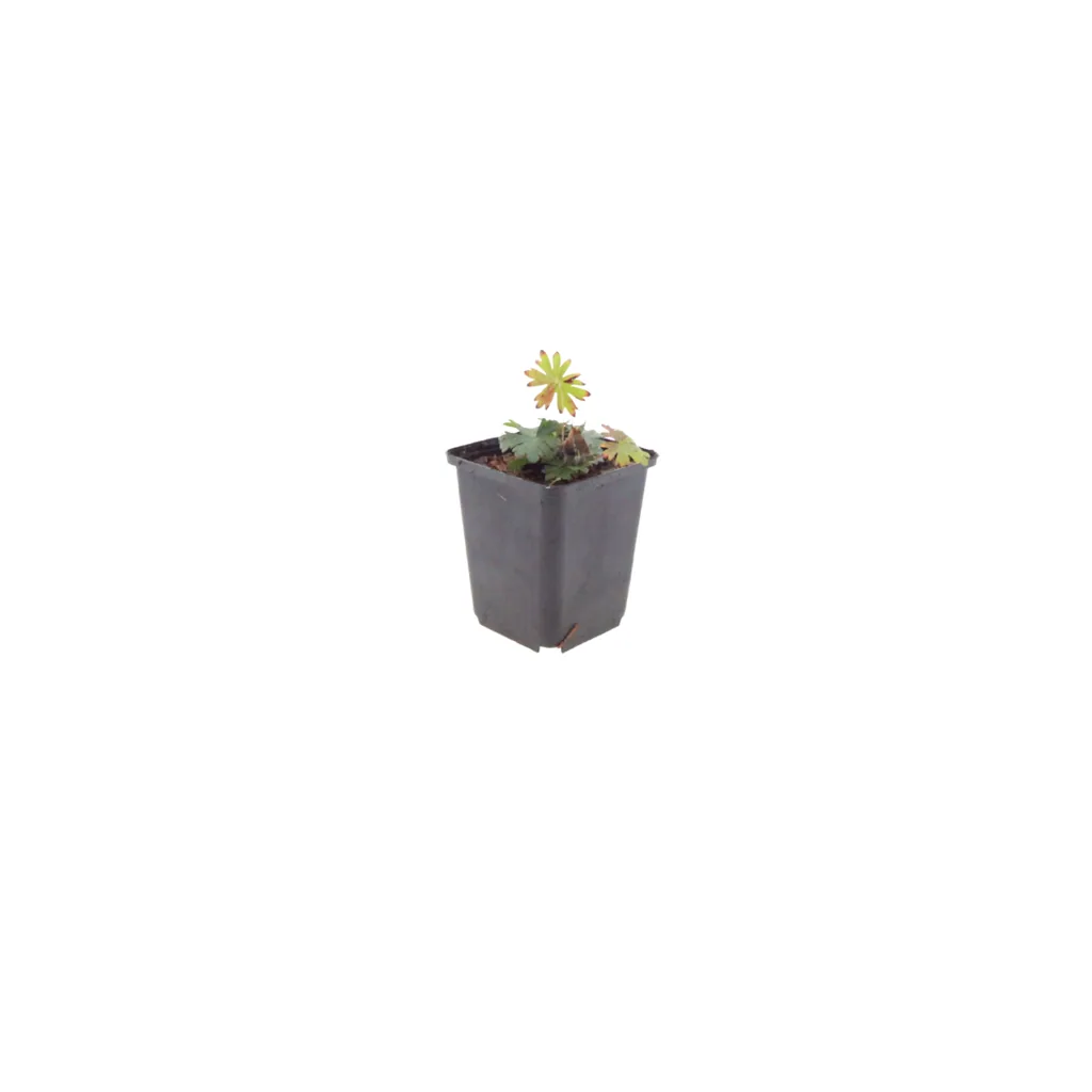 Blut-Storchschnabel 6er-Set (Geranium sanguineum) – winterharte Staude, Topf-Ø 9 cm, Höhe ca. 25 cm