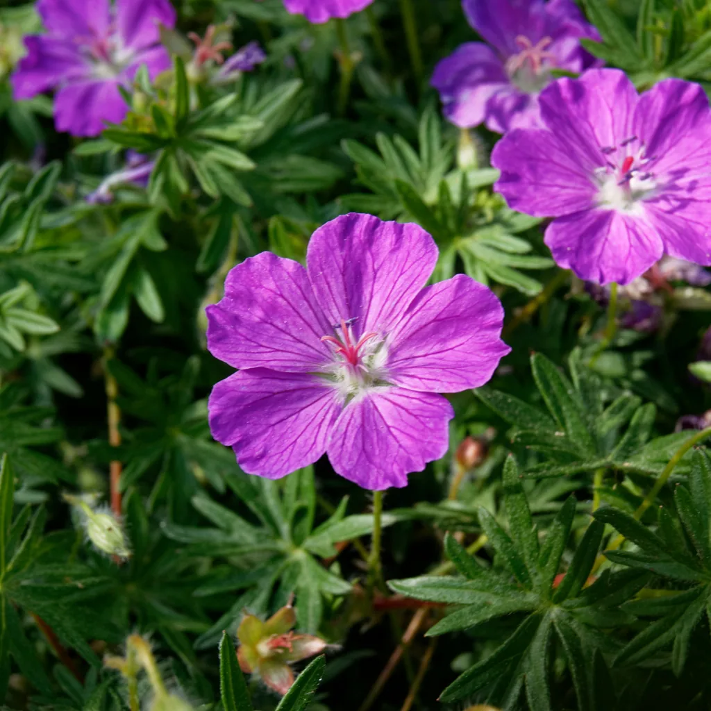 Blut-Storchschnabel 6er-Set (Geranium sanguineum) – winterharte Staude, Topf-Ø 9 cm, Höhe ca. 25 cm