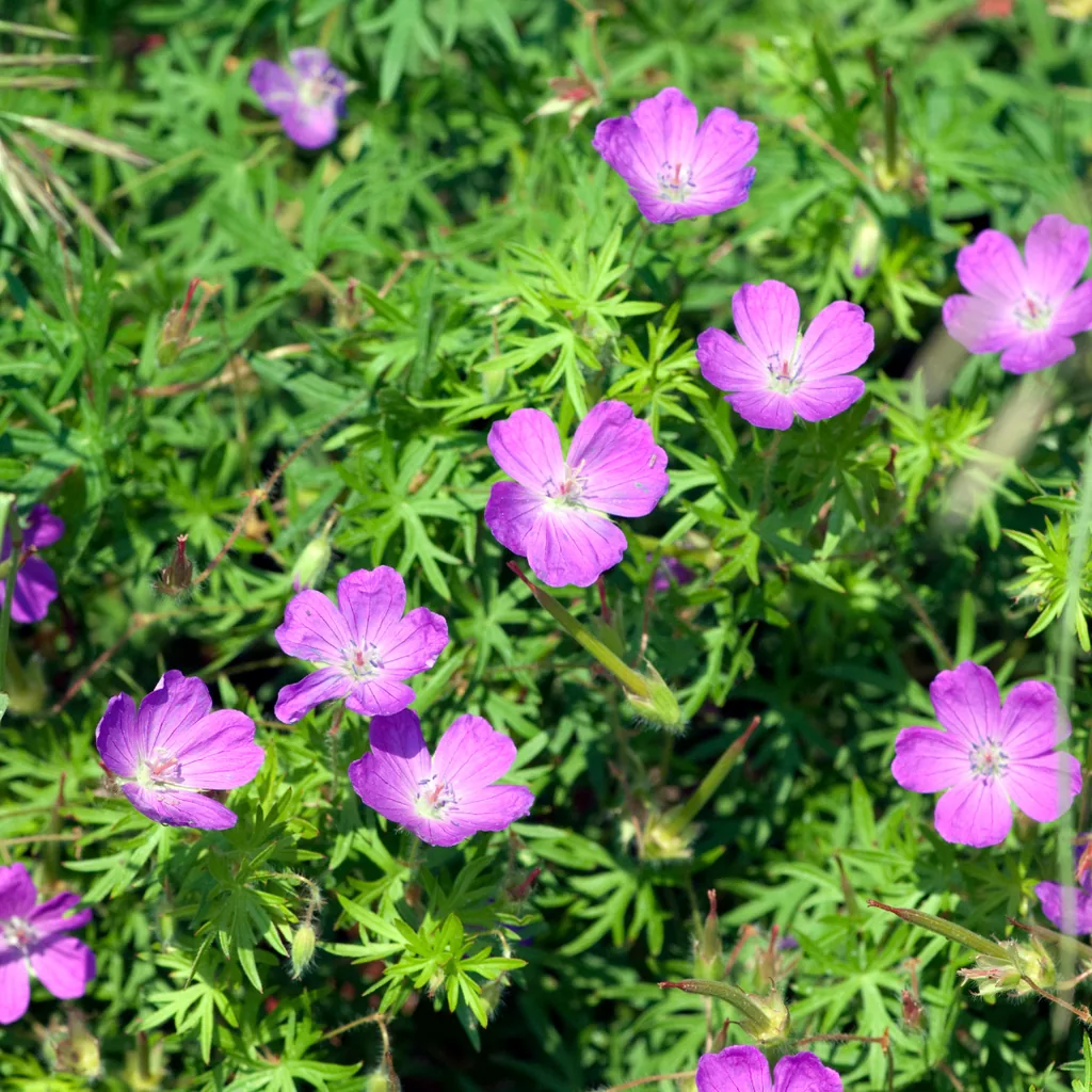 Blut-Storchschnabel 12er-Set (Geranium sanguineum) – winterharte Staude, Topf-Ø 9 cm, Höhe ca. 25 cm