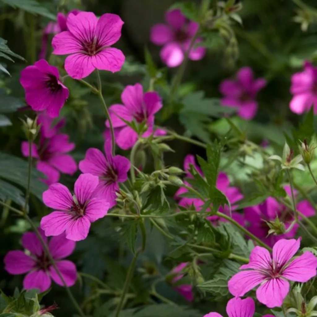 Blut-Storchschnabel 'Max Frei' 24er-Set (Geranium sanguineum) – winterharte Staude, Topf-Ø 9 cm, Höhe ca. 25 cm