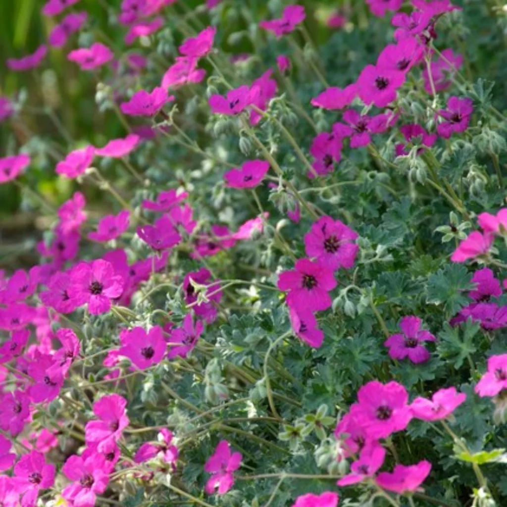 Blut-Storchschnabel 'Max Frei' 48er-Set (Geranium sanguineum) – winterharte Staude, Topf-Ø 9 cm, Höhe ca. 25 cm