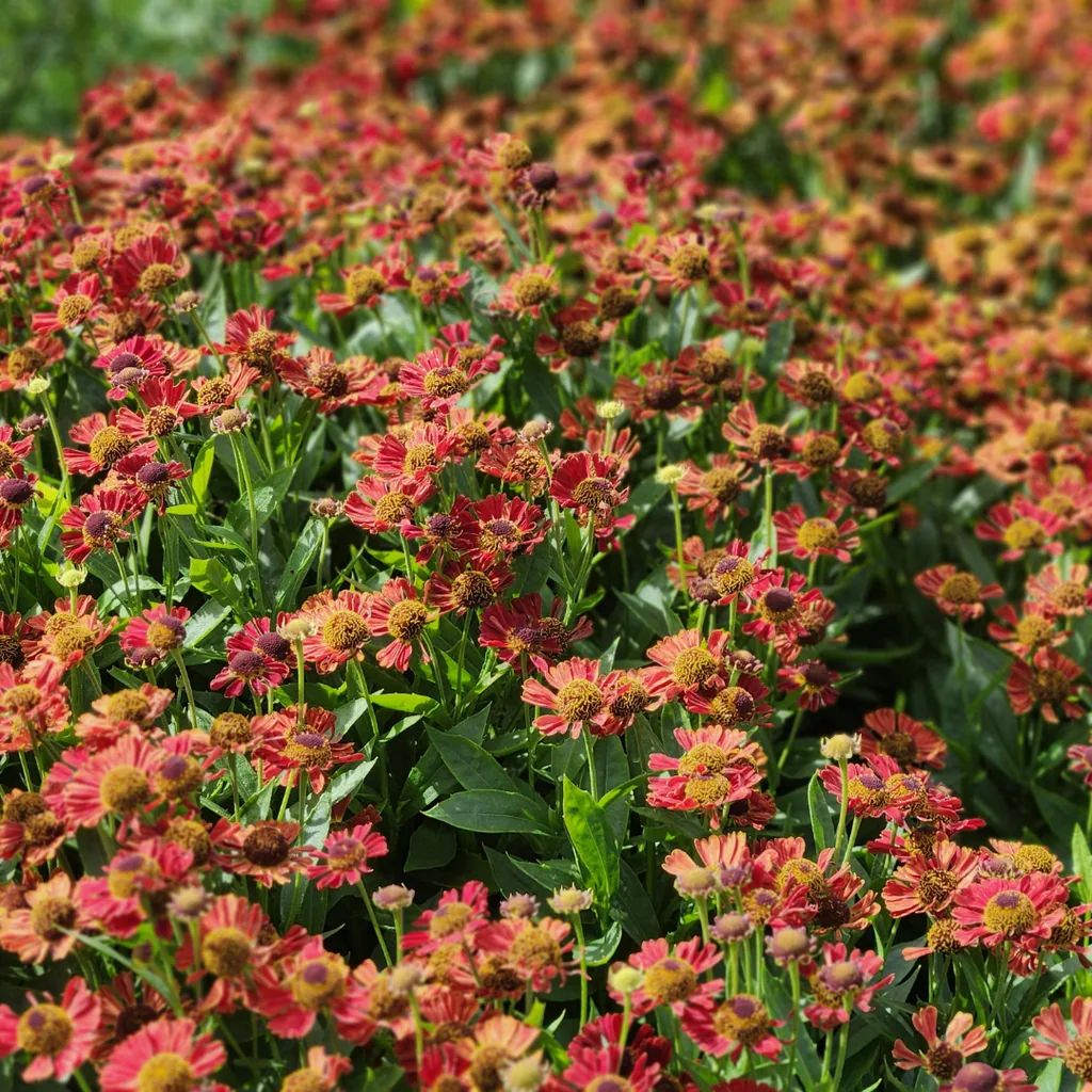 Sonnenbraut 'Moerheim Beauty' 24er-Set (Helenium) – winterharte Staude, Topf-Ø 9 cm, Höhe ca. 10–25 cm