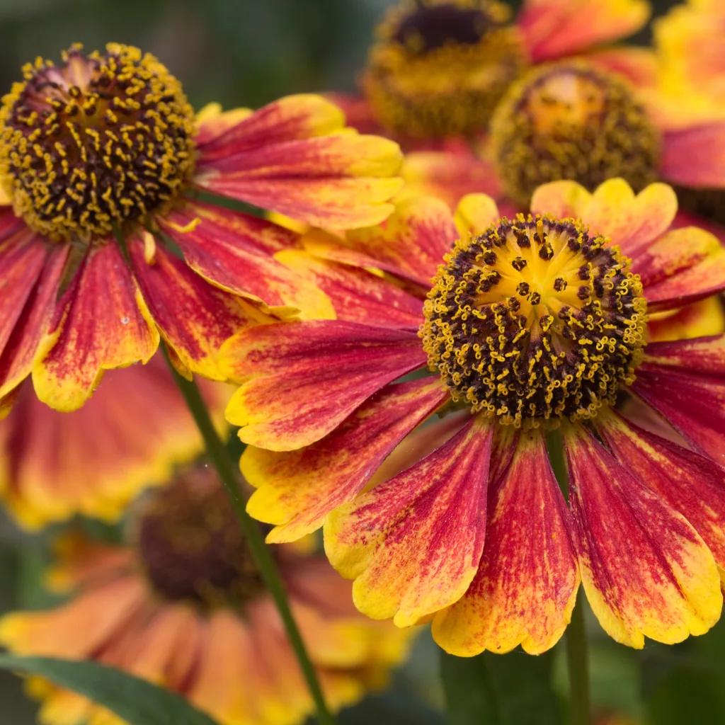 Sonnenbraut 'Moerheim Beauty' 60er-Set (Helenium hybridum) – winterharte Staude, Topf-Ø 9 cm, Höhe ca. 25 cm