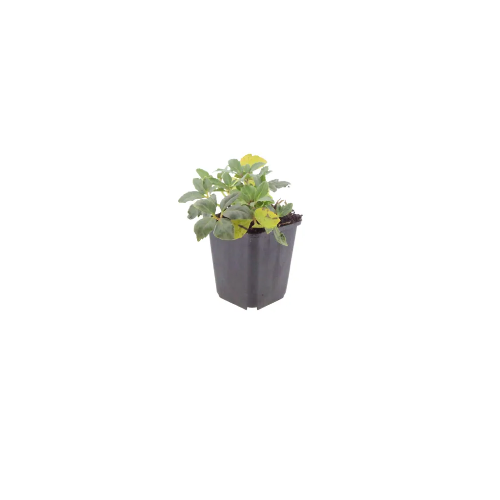 Christrose 24er-Set (Helleborus niger) – winterharte Staude, Topf-Ø 9 cm, Höhe ca. 25 cm