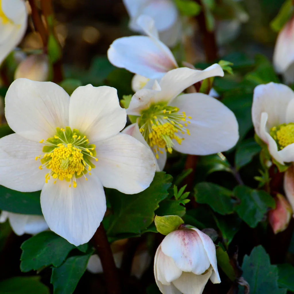 Christrose 48er-Set (Helleborus niger) – winterharte Staude, Topf-Ø 9 cm, Höhe ca. 25 cm