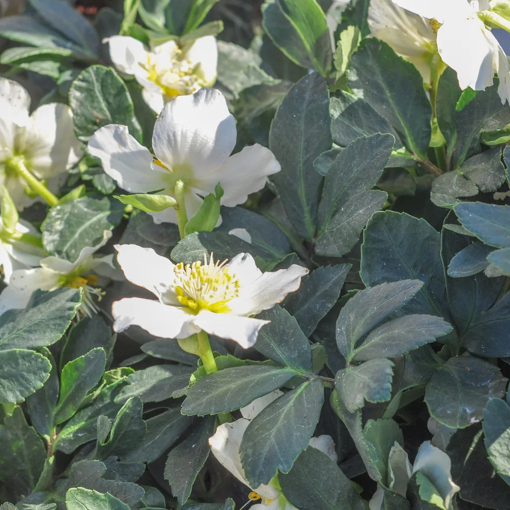 Lenzrose 12er-Set (Helleborus orientalis) – winterharte Staude, Topf-Ø 9 cm, Höhe ca. 25 cm