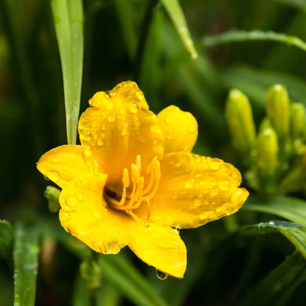 Taglilie 'Stella de Oro' 6er-Set (Hemerocallis) – winterharte Staude, Topf-Ø 9 cm, Höhe ca. 10–25 cm
