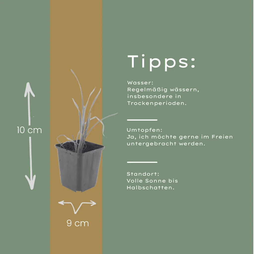 Taglilie 'Stella de Oro' 12er-Set (Hemerocallis) – winterharte Staude, Topf-Ø 9 cm, Höhe ca. 10–25 cm