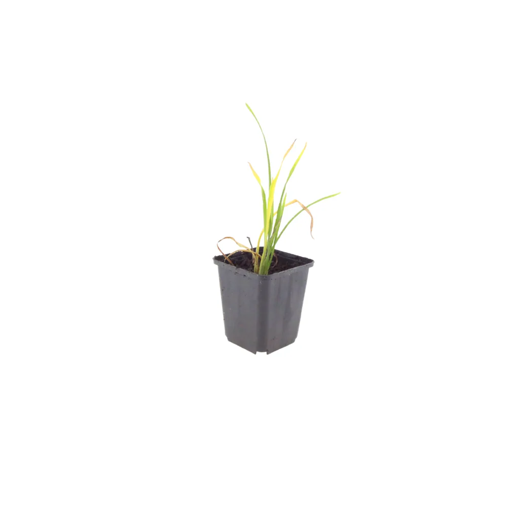 Taglilie 'Stella de Oro' 24er-Set (Hemerocallis) – winterharte Staude, Topf-Ø 9 cm, Höhe ca. 25 cm