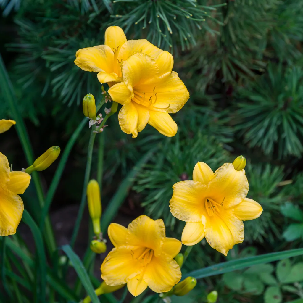 Taglilie 'Stella de Oro' 48er-Set (Hemerocallis x) – winterharte Staude, Topf-Ø 9 cm, Höhe ca. 25 cm