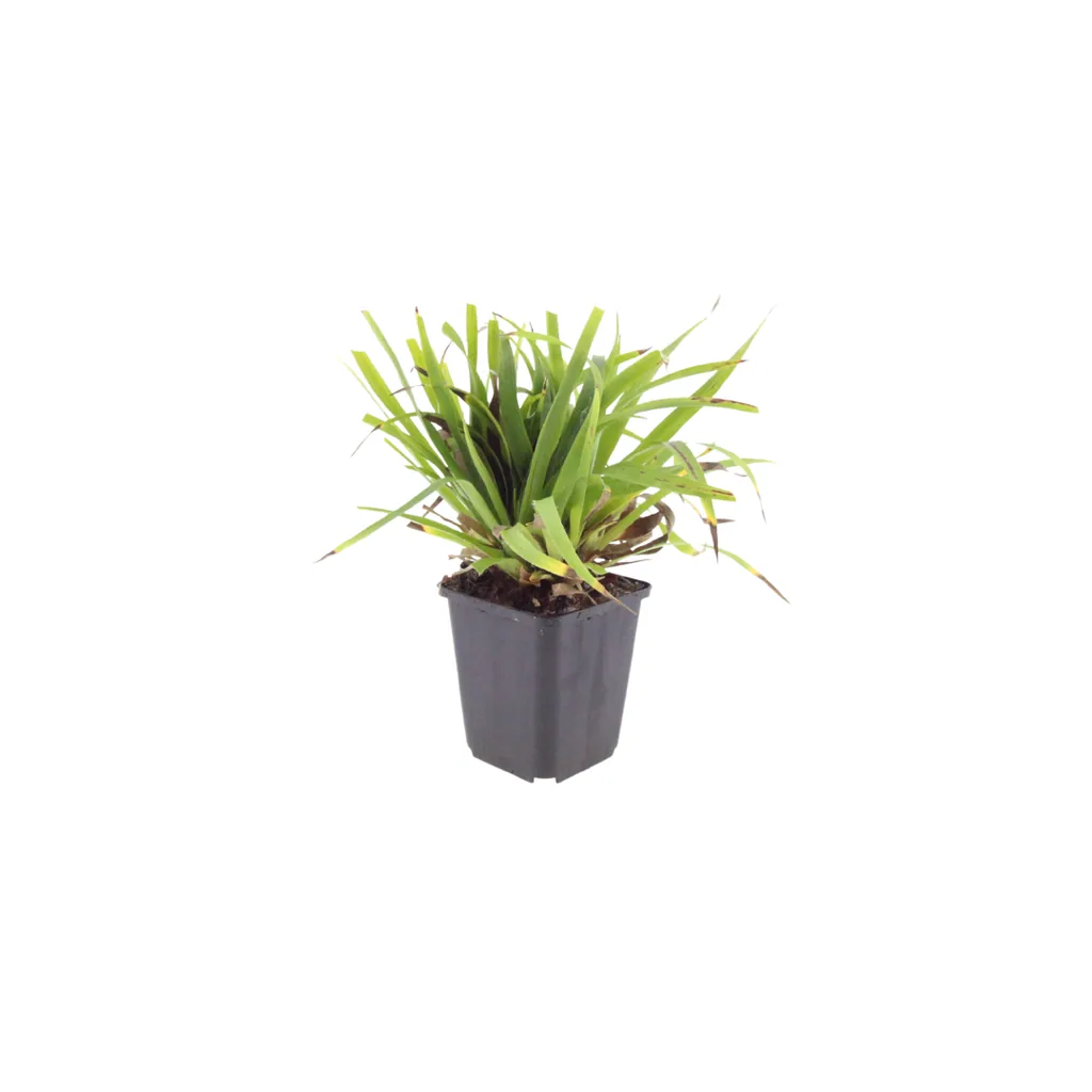 Wald-Marbe 60er-Set (Luzula sylvatica) – winterhartes Ziergras, Topf-Ø 9 cm, Höhe ca. 25 cm
