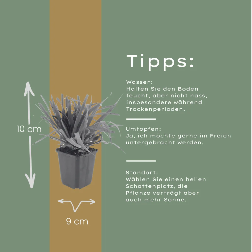 Wald-Marbe 60er-Set (Luzula sylvatica) – winterhartes Ziergras, Topf-Ø 9 cm, Höhe ca. 25 cm