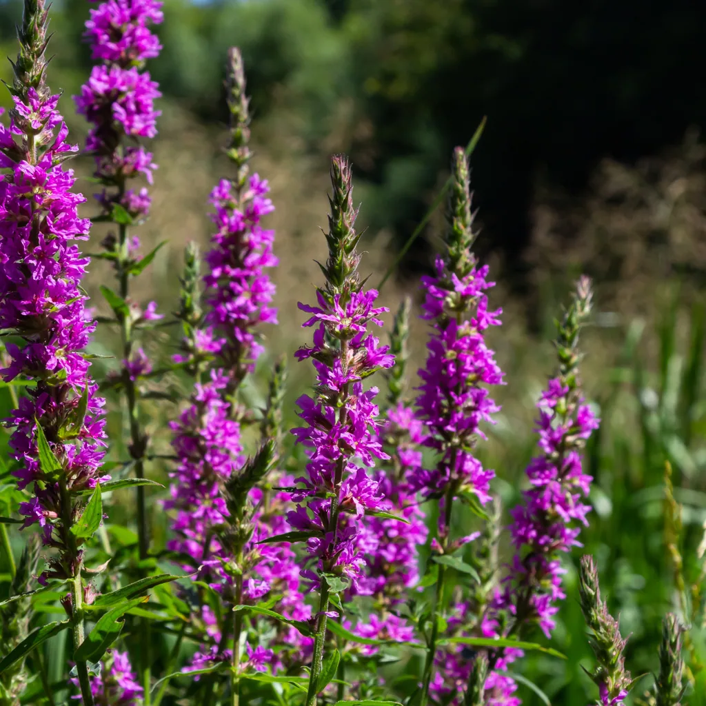 Blutweiderich 24er-Set (Lythrum salicaria) – winterharte Staude, Topf-Ø 9 cm, Höhe ca. 25 cm