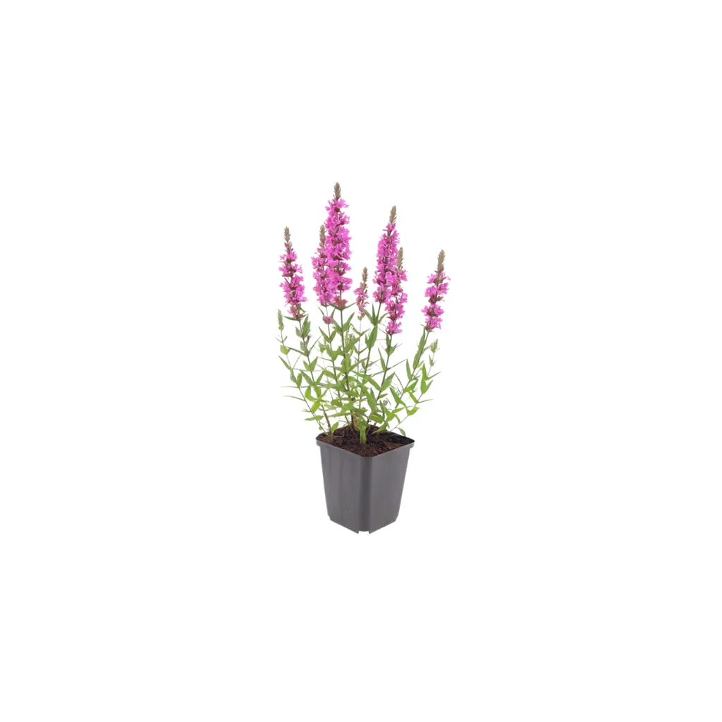 Blutweiderich 24er-Set (Lythrum salicaria) – winterharte Staude, Topf-Ø 9 cm, Höhe ca. 25 cm