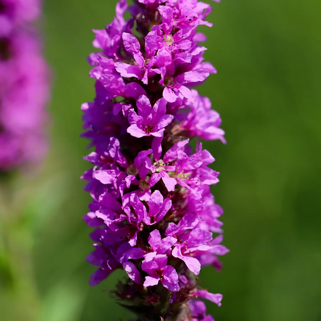 Blutweiderich 24er-Set (Lythrum salicaria) – winterharte Staude, Topf-Ø 9 cm, Höhe ca. 25 cm