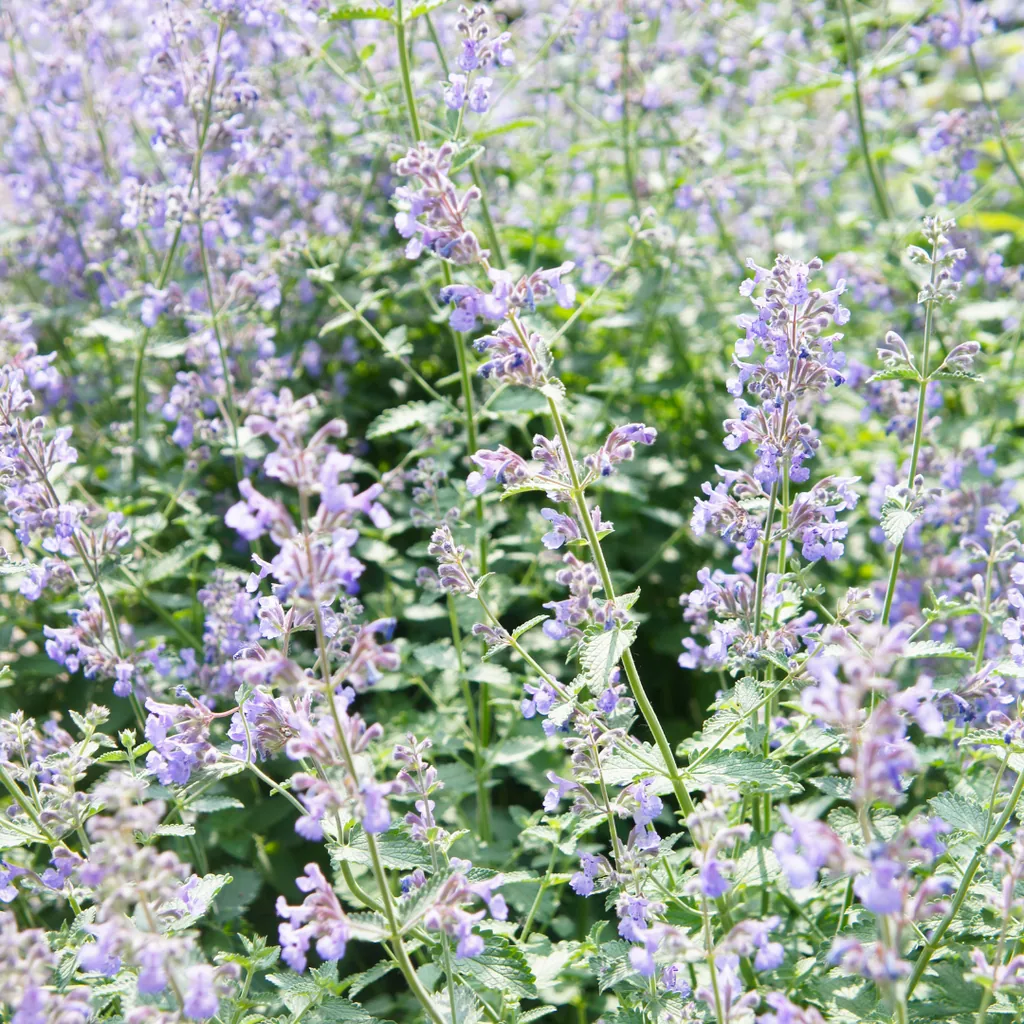 Katzenminze 48er-Set (Nepeta faassenii) – winterharte Duftstaude, Topf-Ø 9 cm, Höhe ca. 25 cm