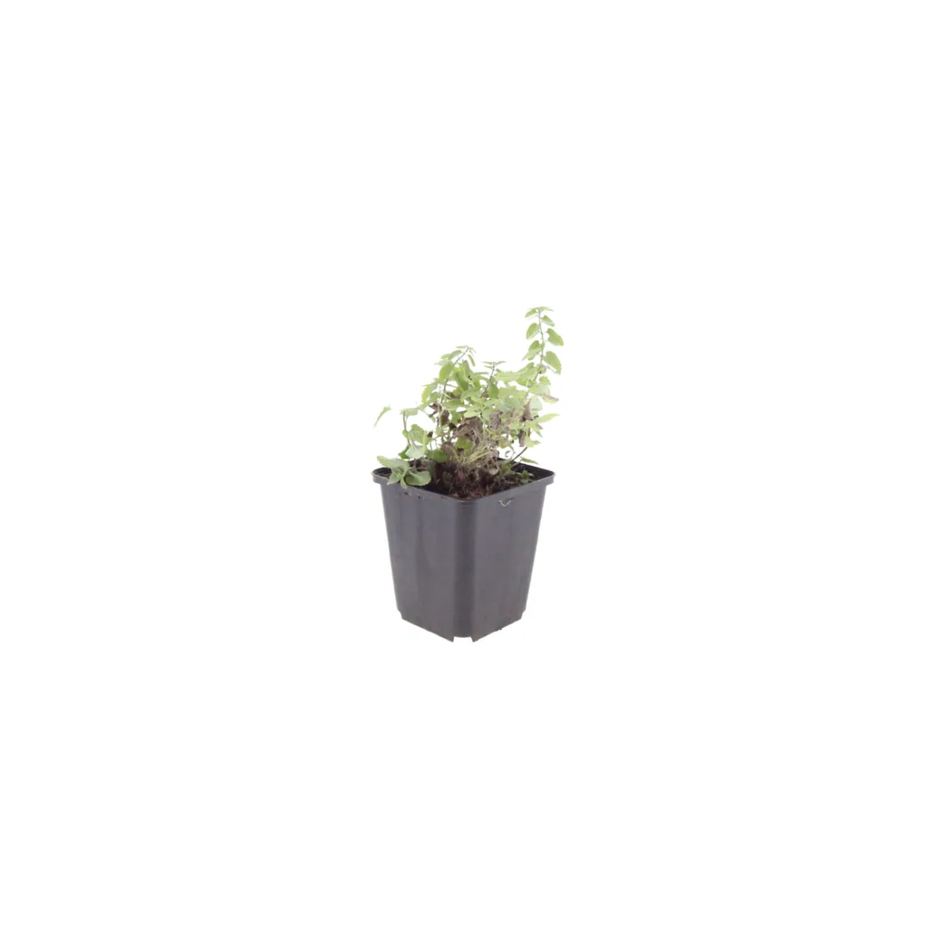 Katzenminze 60er-Set (Nepeta faassenii) – winterharte Duftstaude, Topf-Ø 9 cm, Höhe ca. 25 cm