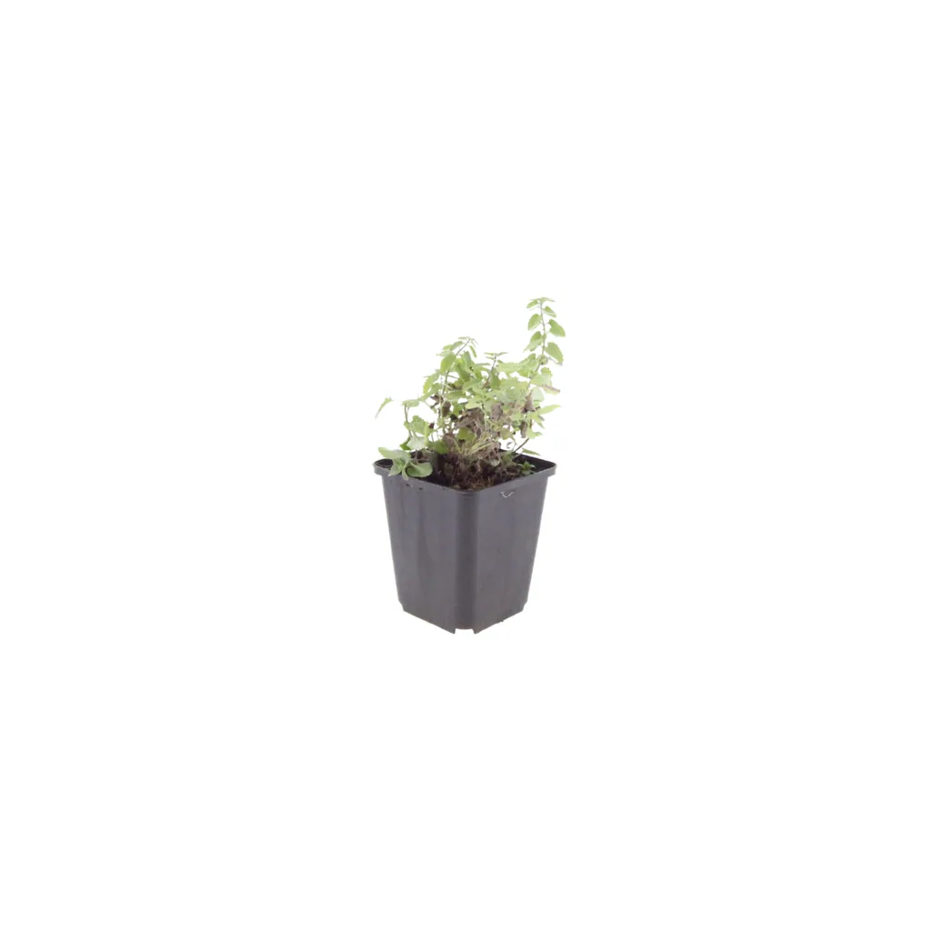 Katzenminze 'Grol' 12er-Set (Nepeta) – winterharte Staude, Topf-Ø 9 cm, Höhe ca. 25 cm