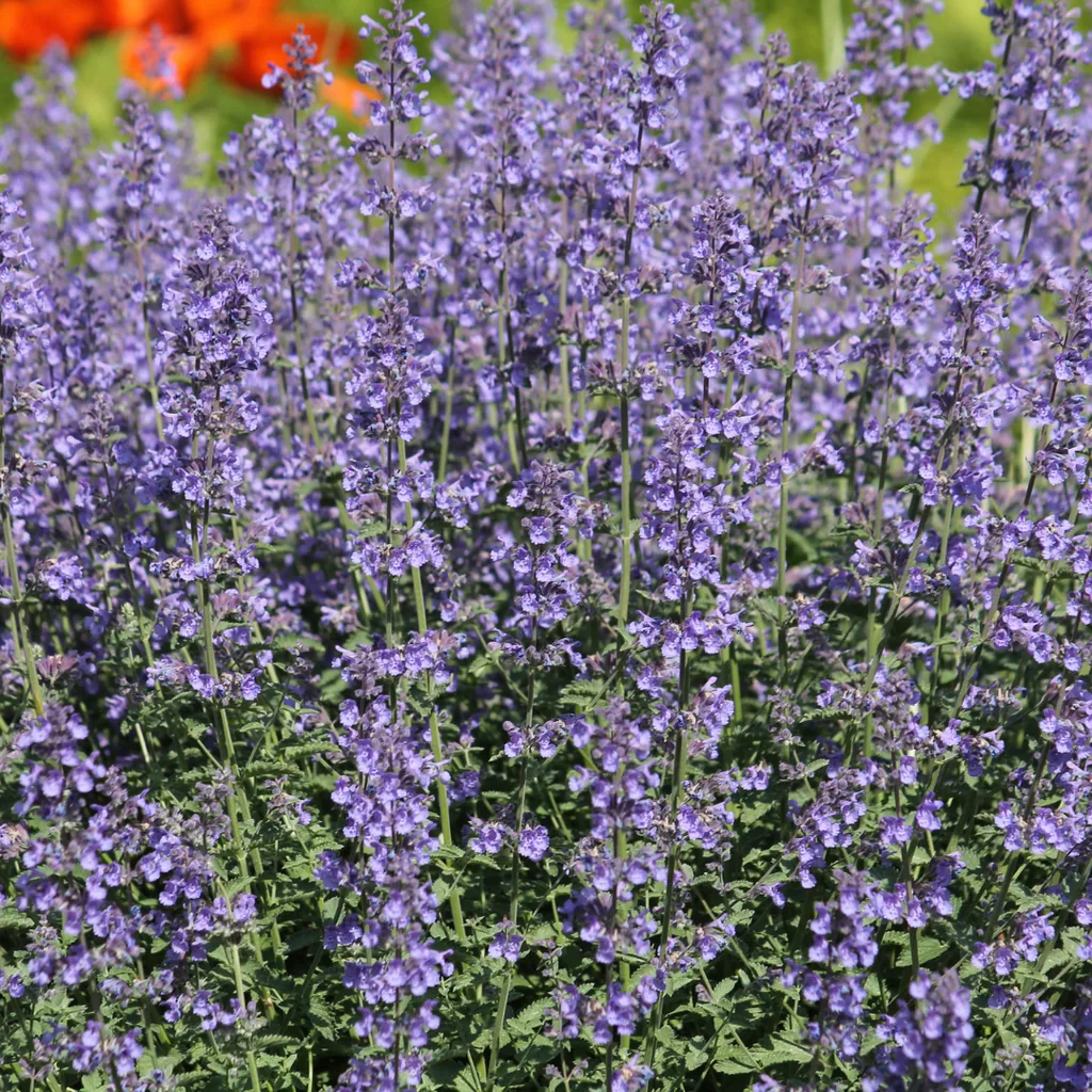 Katzenminze 'Grol' 24er-Set (Nepeta) – winterharte Staude, Topf-Ø 9 cm, Höhe ca. 25 cm