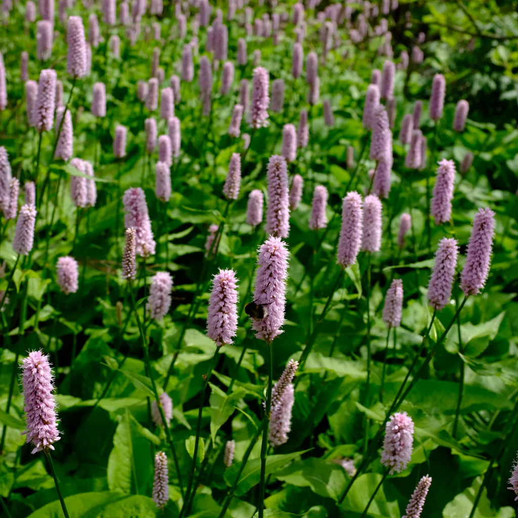Teppichknöterich 'Superba' 48er-Set (Persicaria affinis) – winterharte Bodendecker-Staude, Topf-Ø 9 cm, Höhe ca. 25 cm