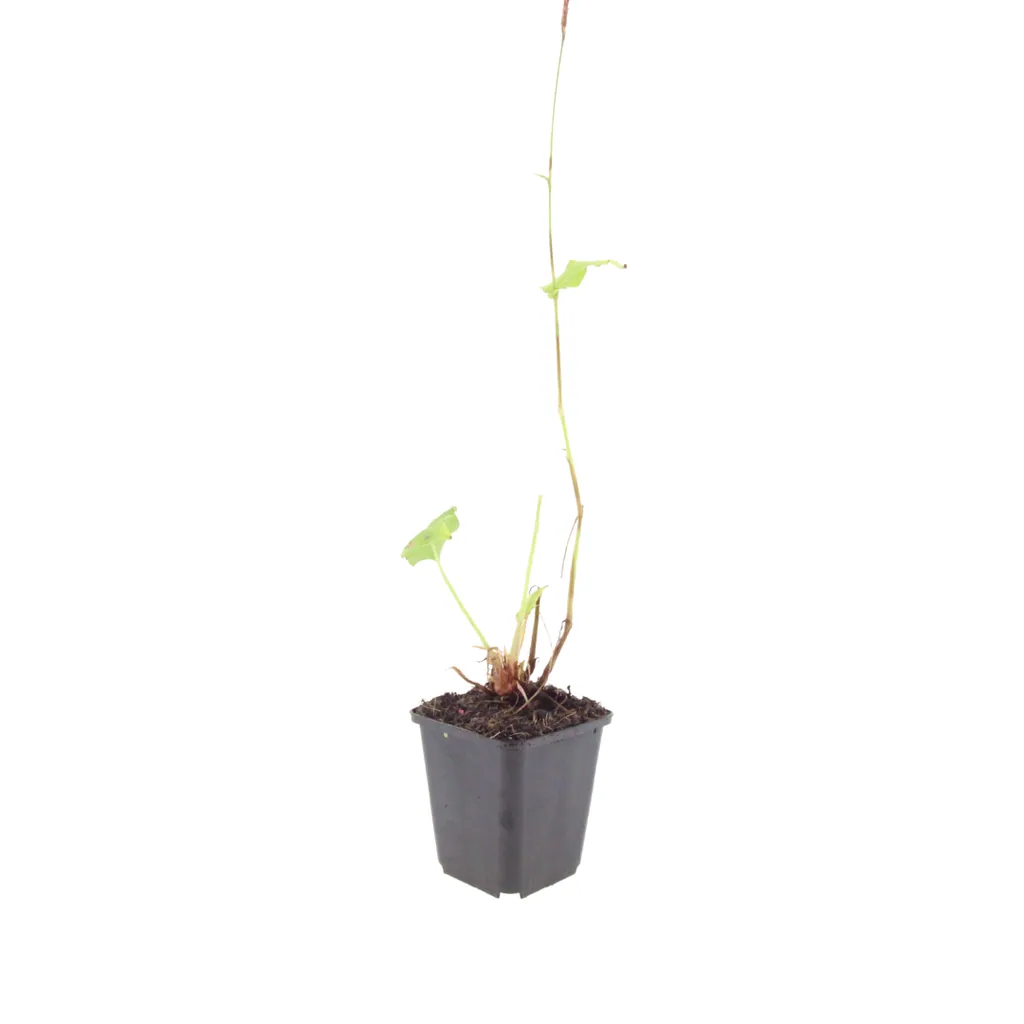 Teppichknöterich 'Superba' 48er-Set (Persicaria affinis) – winterharte Bodendecker-Staude, Topf-Ø 9 cm, Höhe ca. 25 cm