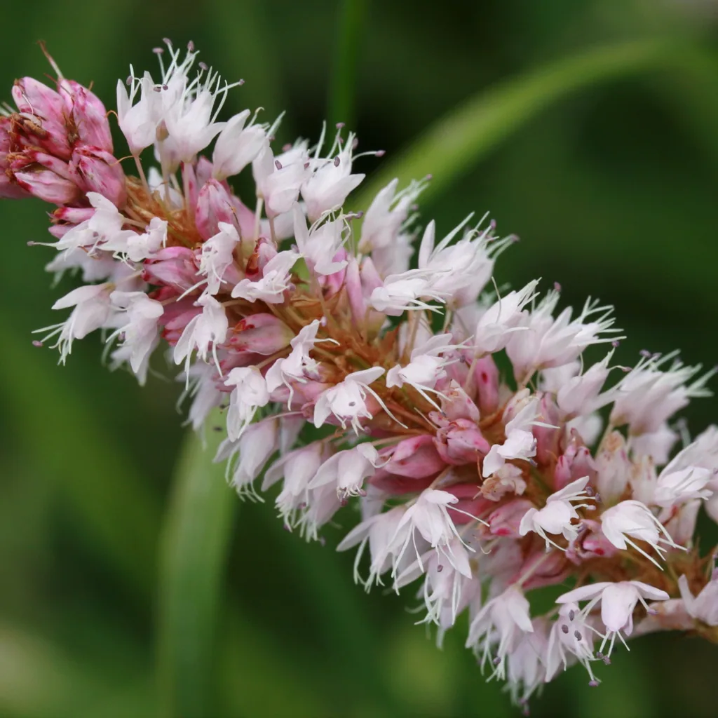 Teppichknöterich 'Superba' 48er-Set (Persicaria affinis) – winterharte Bodendecker-Staude, Topf-Ø 9 cm, Höhe ca. 25 cm