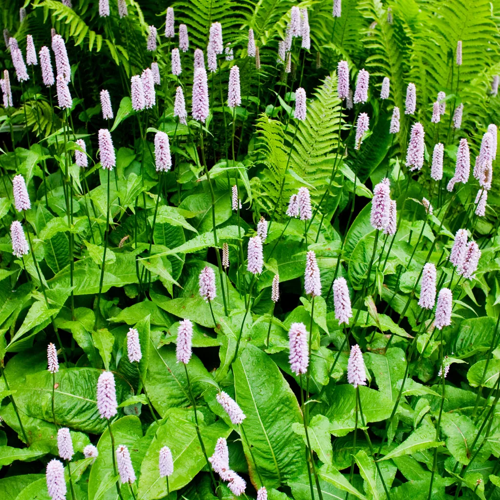 Wiesenknöterich 12er-Set (Persicaria bistorta) – winterharte Staude, Topf-Ø 9 cm, Höhe ca. 25 cm