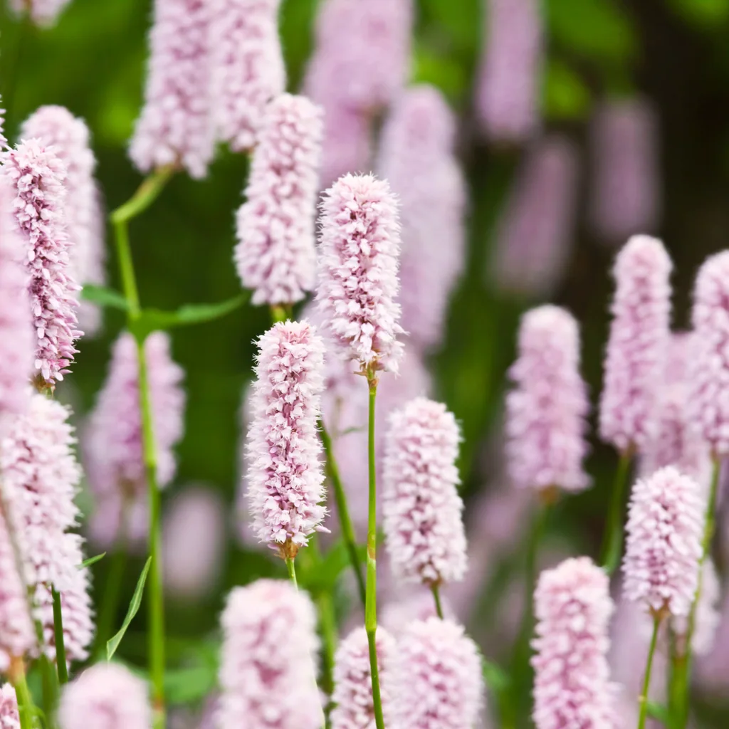 Wiesenknöterich 24er-Set (Persicaria bistorta) – winterharte Staude, Topf-Ø 9 cm, Höhe ca. 25 cm