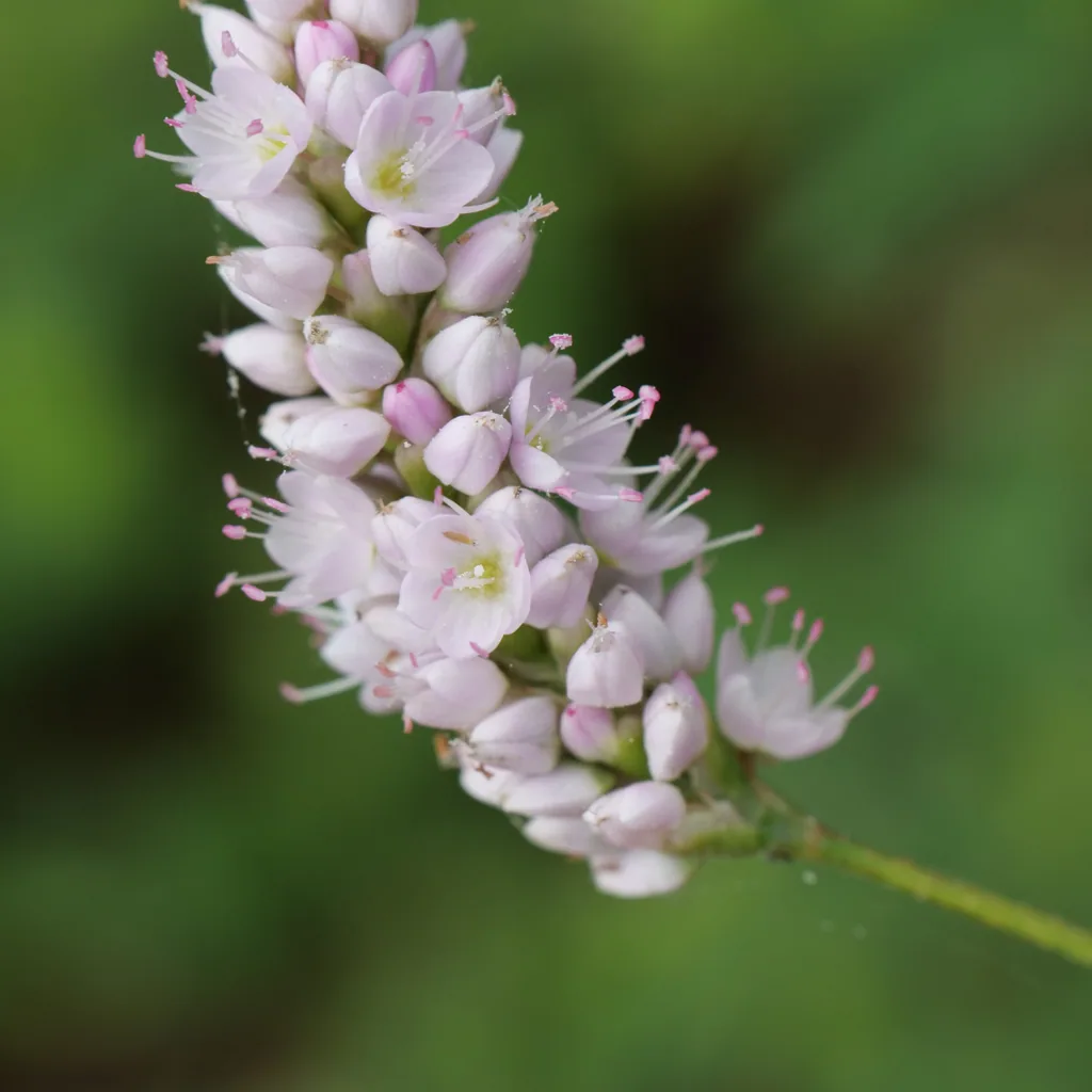 Wiesenknöterich 'Superba' 48er-Set (Persicaria bistorta) – winterharte Staude, Topf-Ø 9 cm, Höhe ca. 25 cm