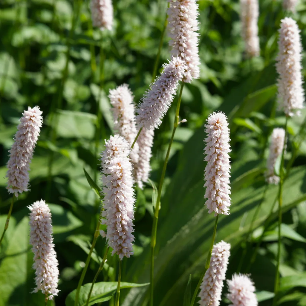 Wiesenknöterich 'Superba' 48er-Set (Persicaria bistorta) – winterharte Staude, Topf-Ø 9 cm, Höhe ca. 25 cm