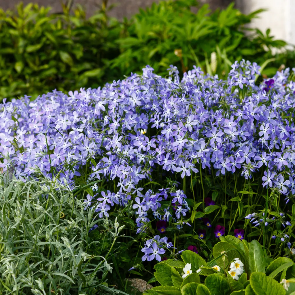 Flammenblume 'Emerald Cushion Blue' 6er-Set (Phlox) – winterharte Staude, Topf-Ø 9 cm, Höhe ca. 10–25 cm