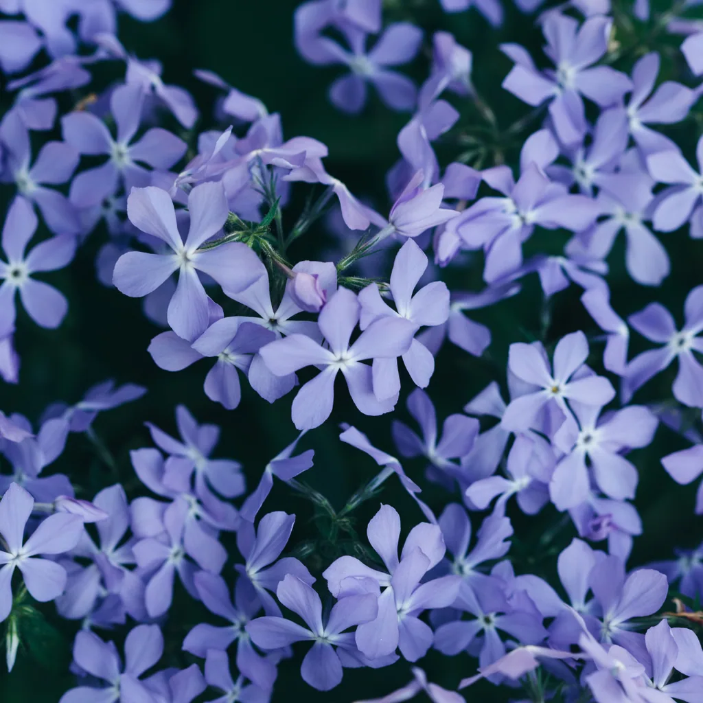 Flammenblume 'Emerald Cushion Blue' 12er-Set (Phlox) – winterharte Staude, Topf-Ø 9 cm, Höhe ca. 25 cm