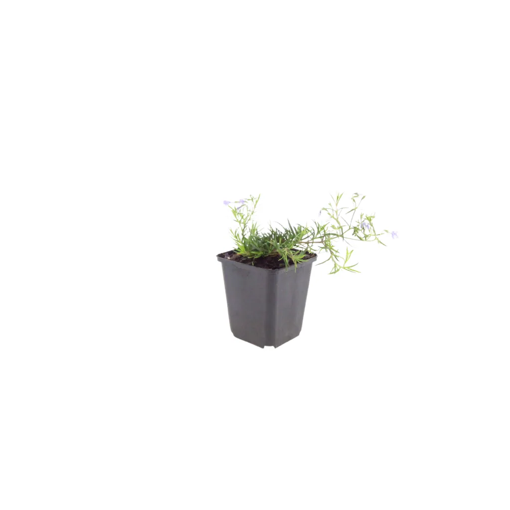 Flammenblume 'Emerald Cushion Blue' 48er-Set (Phlox) – winterharte Staude, Topf-Ø 9 cm, Höhe ca. 10–25 cm