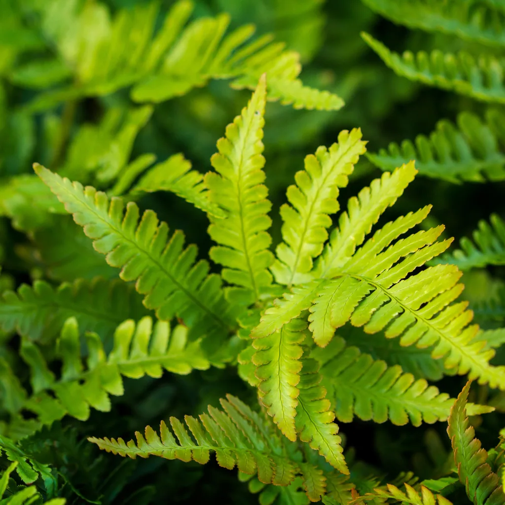 Korea-Schildfarn 'Herrenhausen' 24er-Set (Polystichum tsus-simense) – winterharter Farn, Topf-Ø 9 cm, Höhe ca. 25 cm